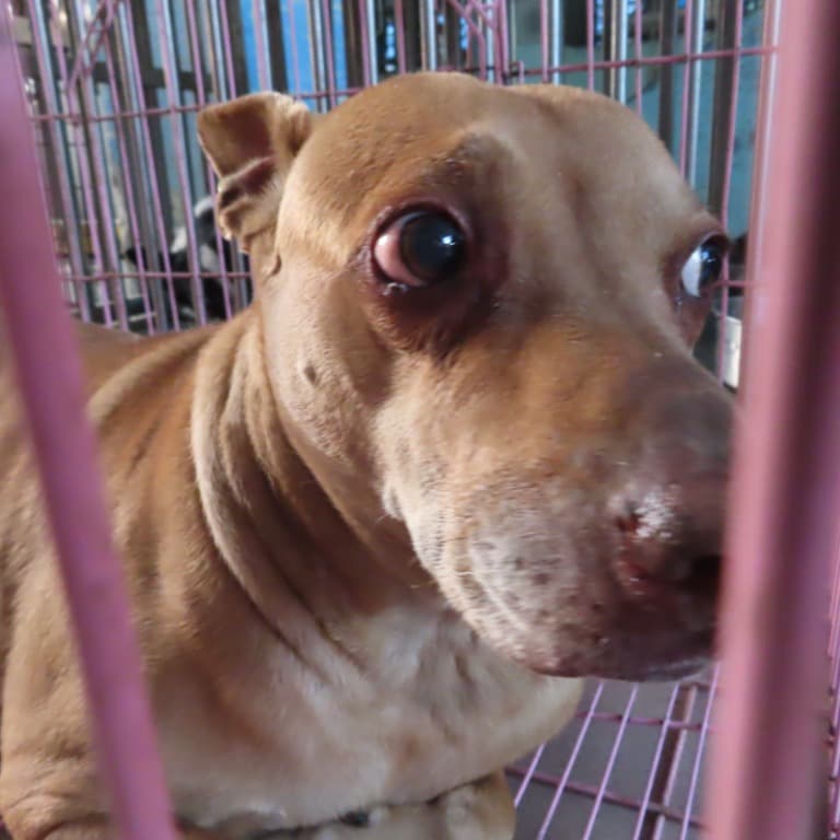 混種犬待認養照片