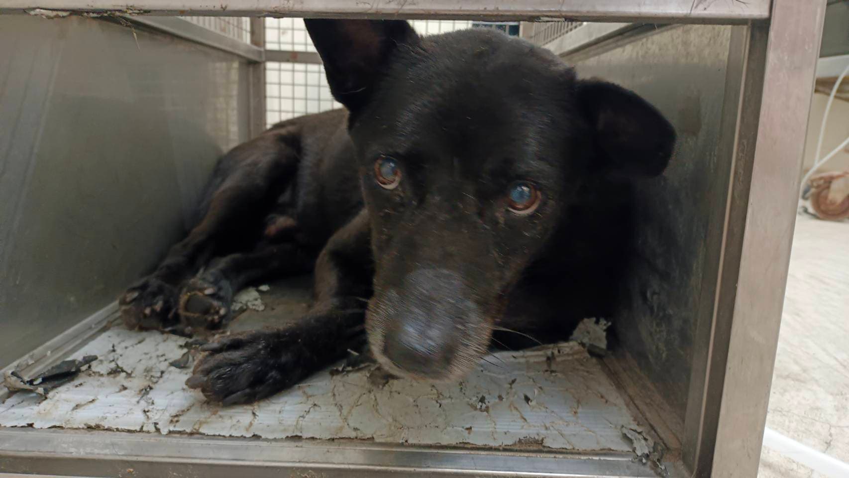 混種犬待認養照片