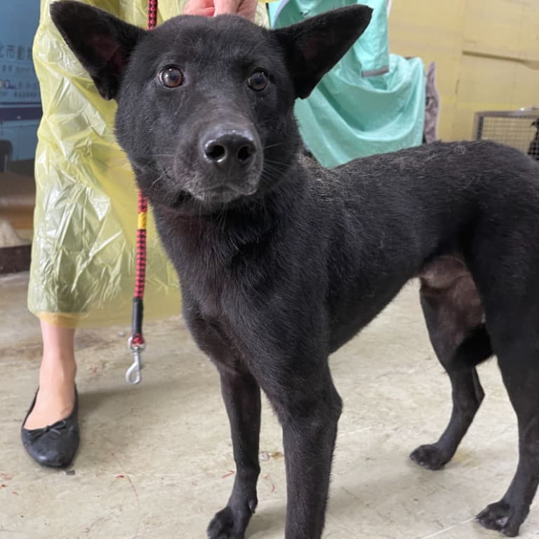混種犬待認養照片