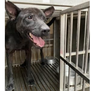 混種犬待認養照片