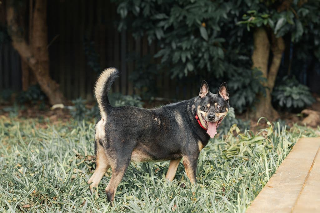 混種犬待認養照片