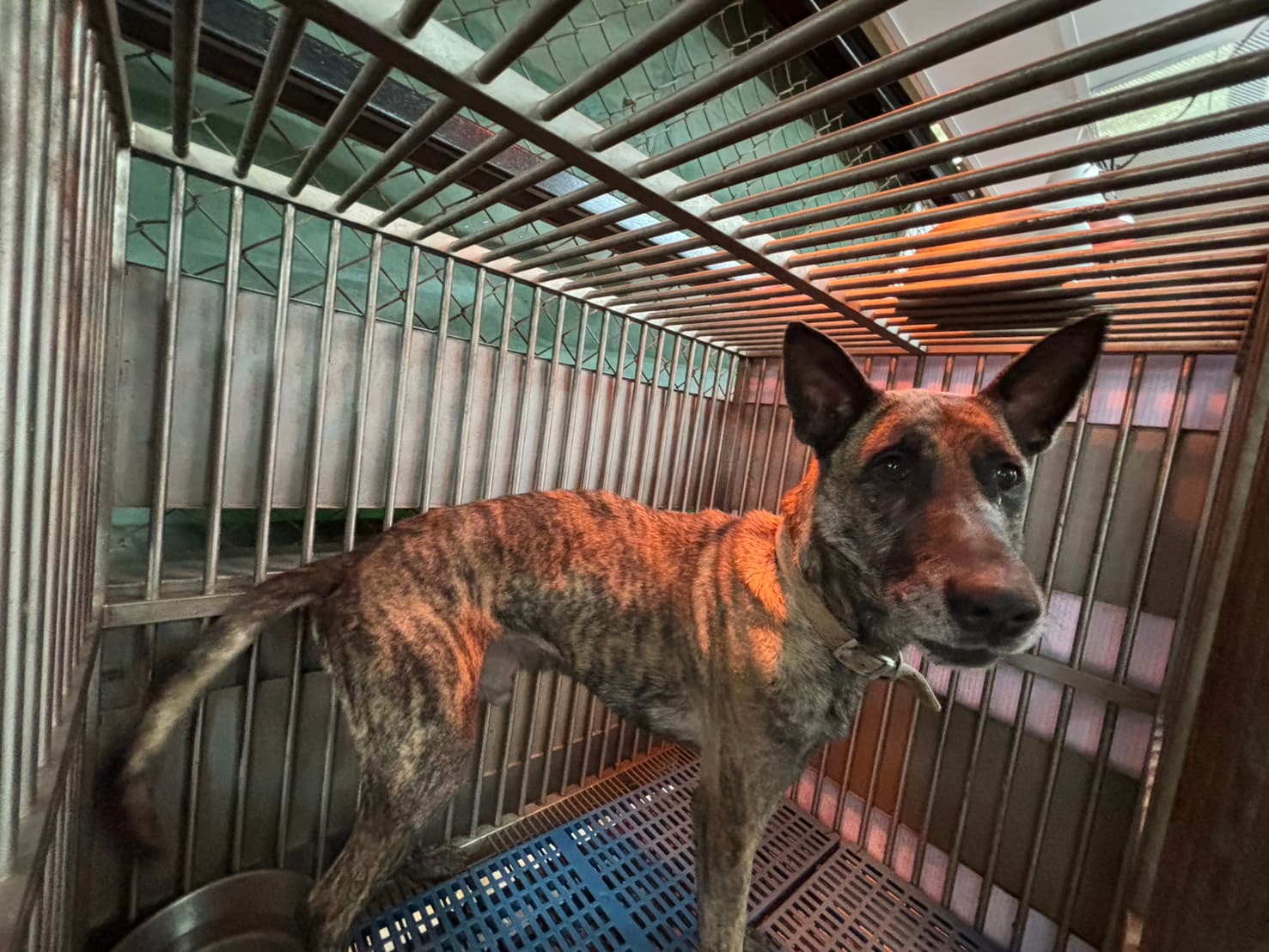混種犬待認養照片