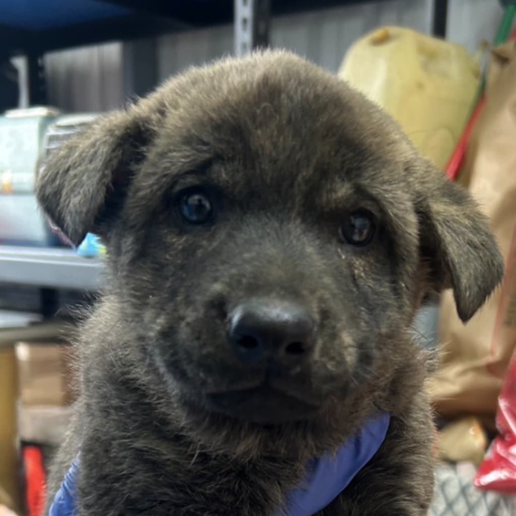 混種犬待認養照片