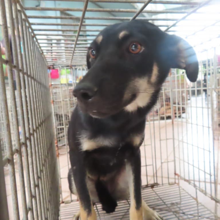 混種犬待認養照片