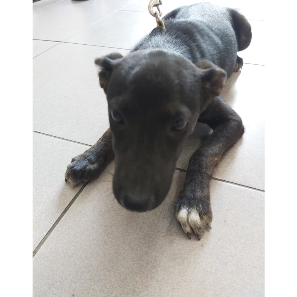 混種犬待認養照片