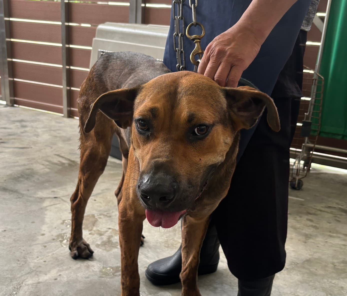 混種犬待認養照片