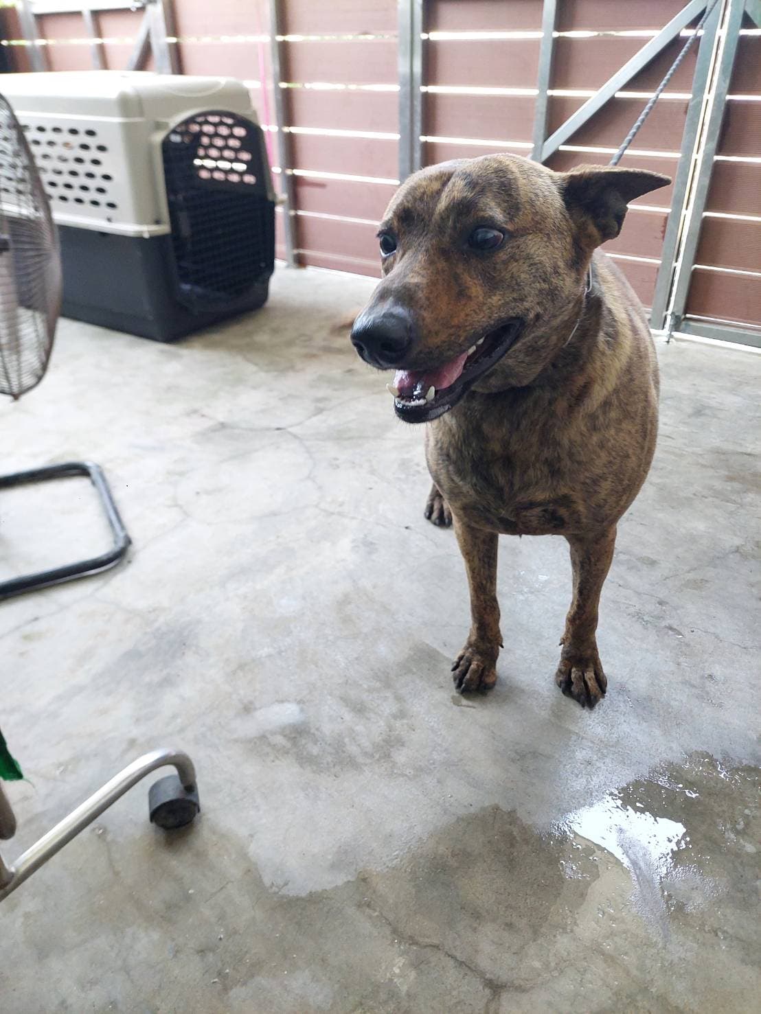 混種犬待認養照片