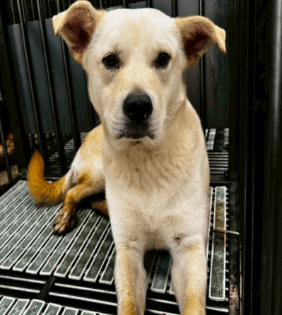 混種犬待認養照片