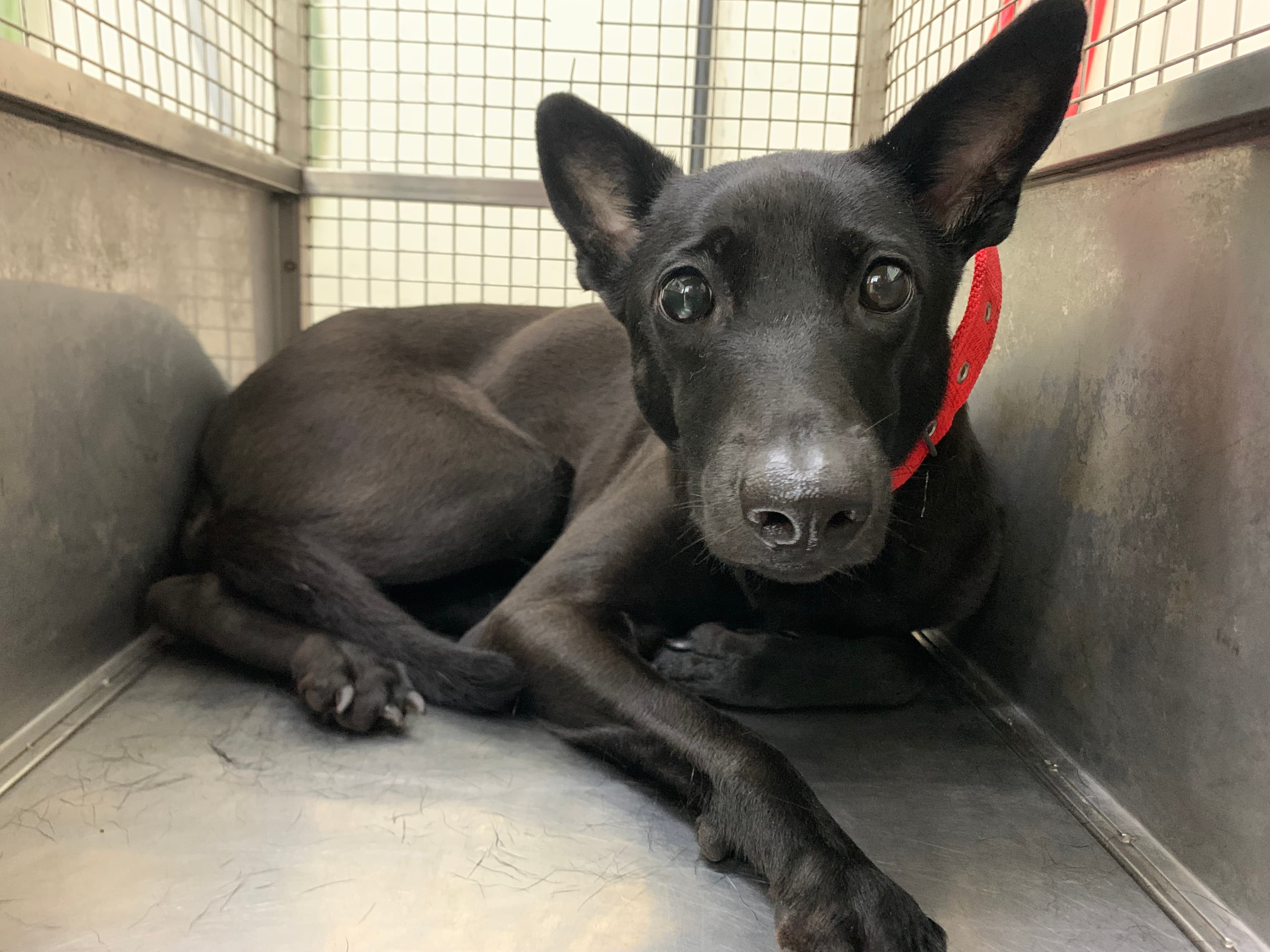 混種犬待認養照片