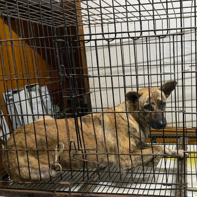 混種犬待認養照片