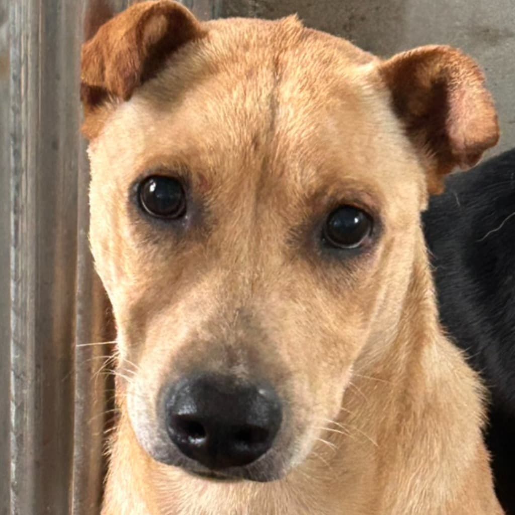 混種犬待認養照片