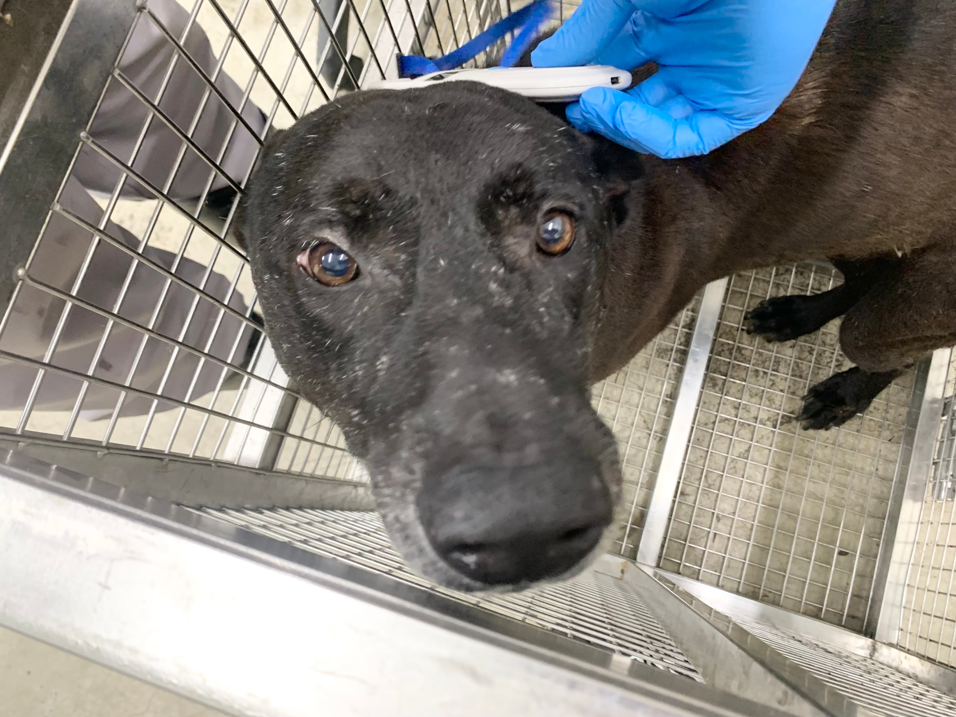 混種犬待認養照片