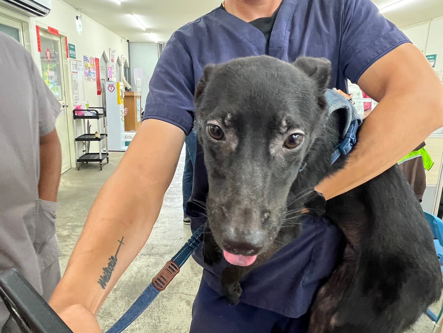 混種犬待認養照片
