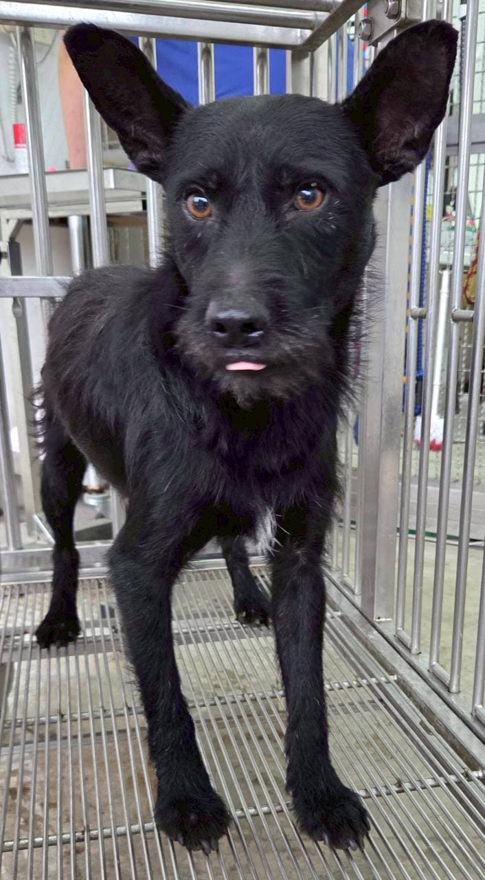 混種犬待認養照片