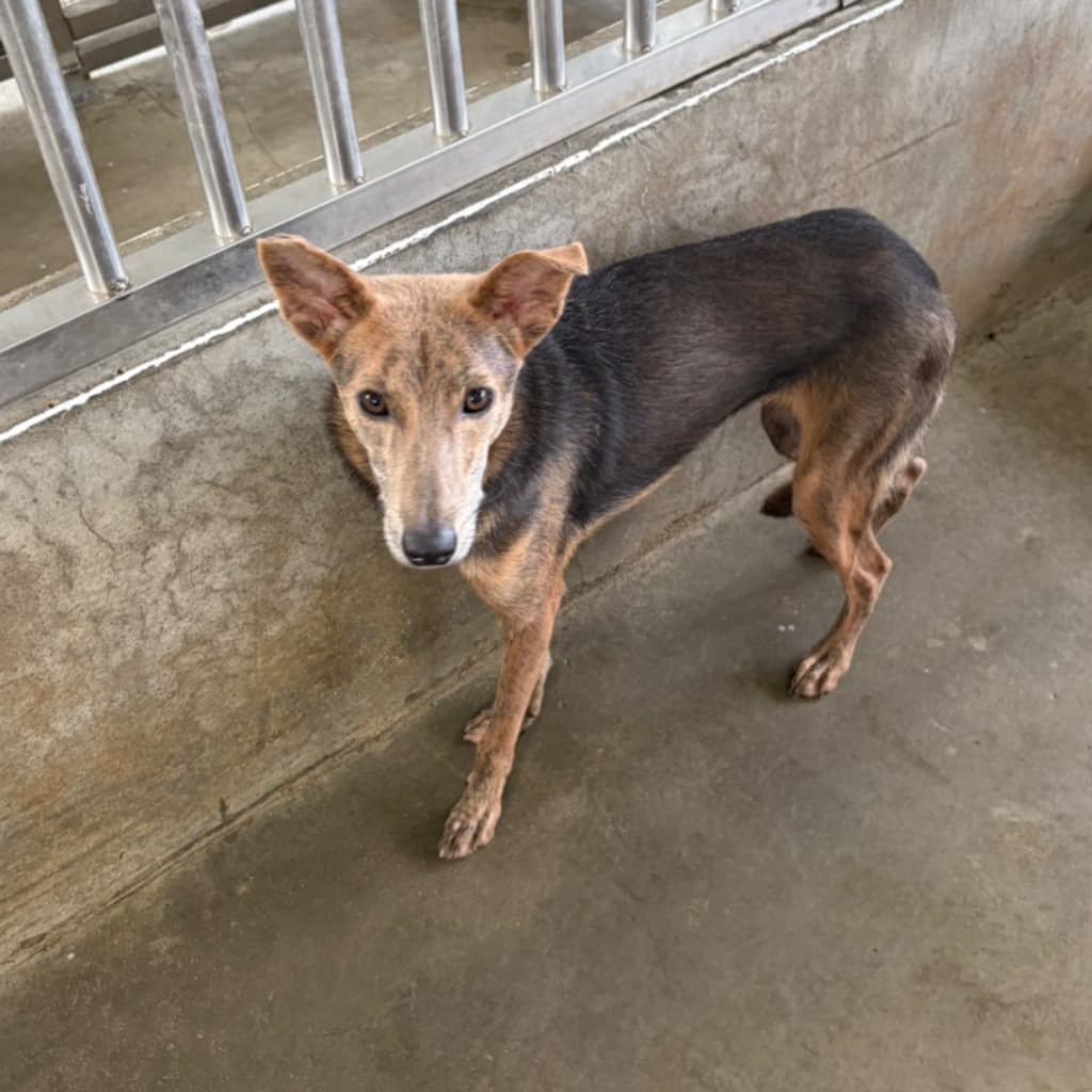 混種犬待認養照片
