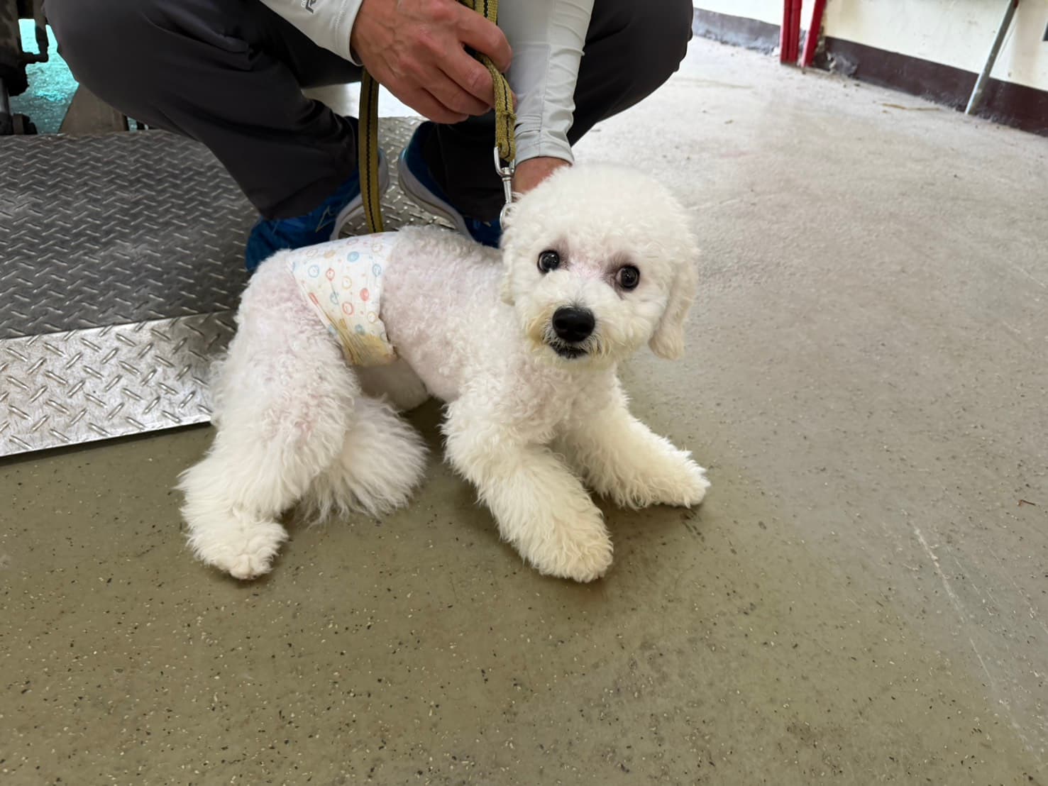 比熊犬待認養照片