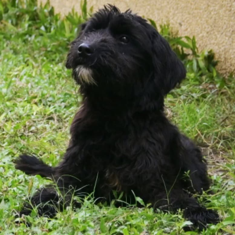 混種犬待認養照片