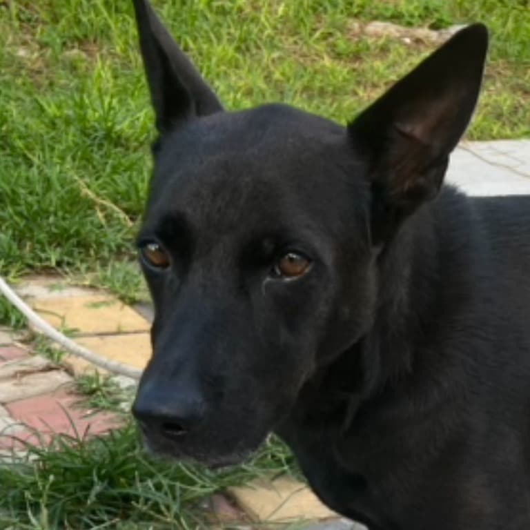 混種犬待認養照片