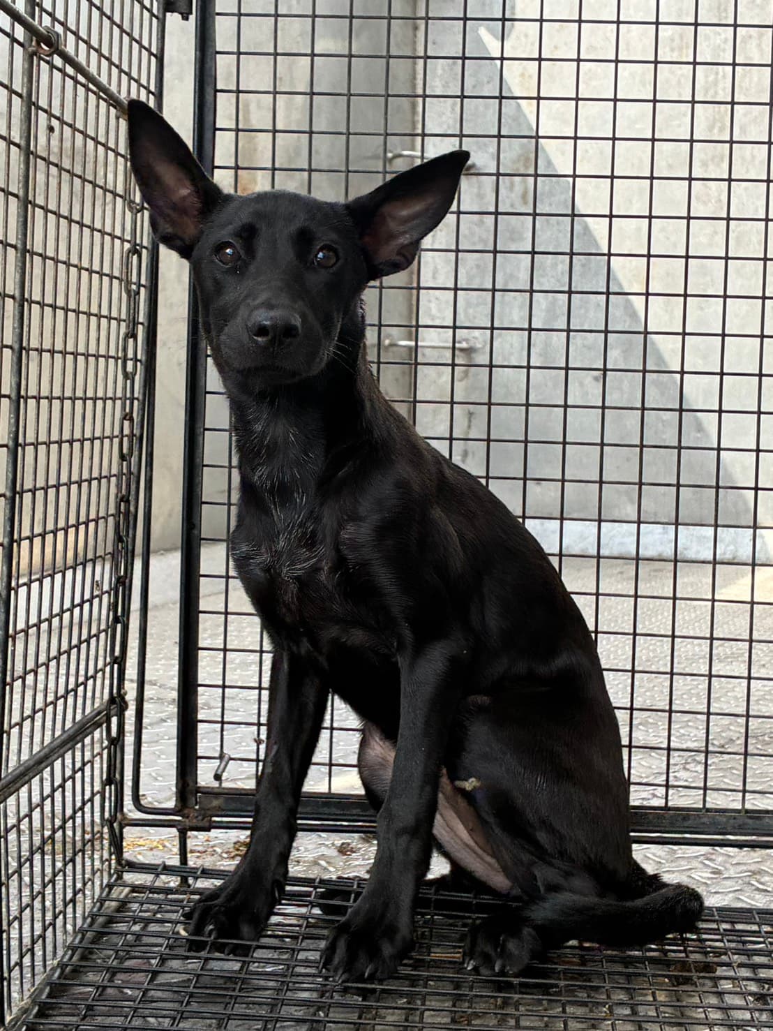 混種犬待認養照片