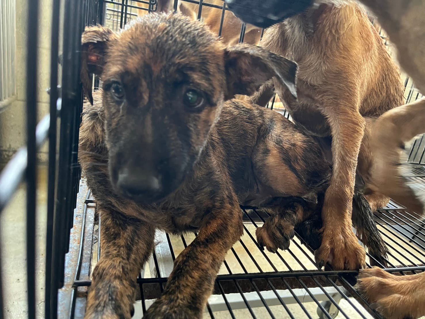 混種犬待認養照片