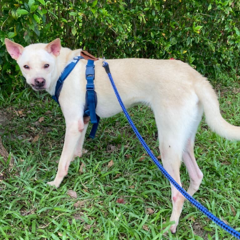 混種犬待認養照片