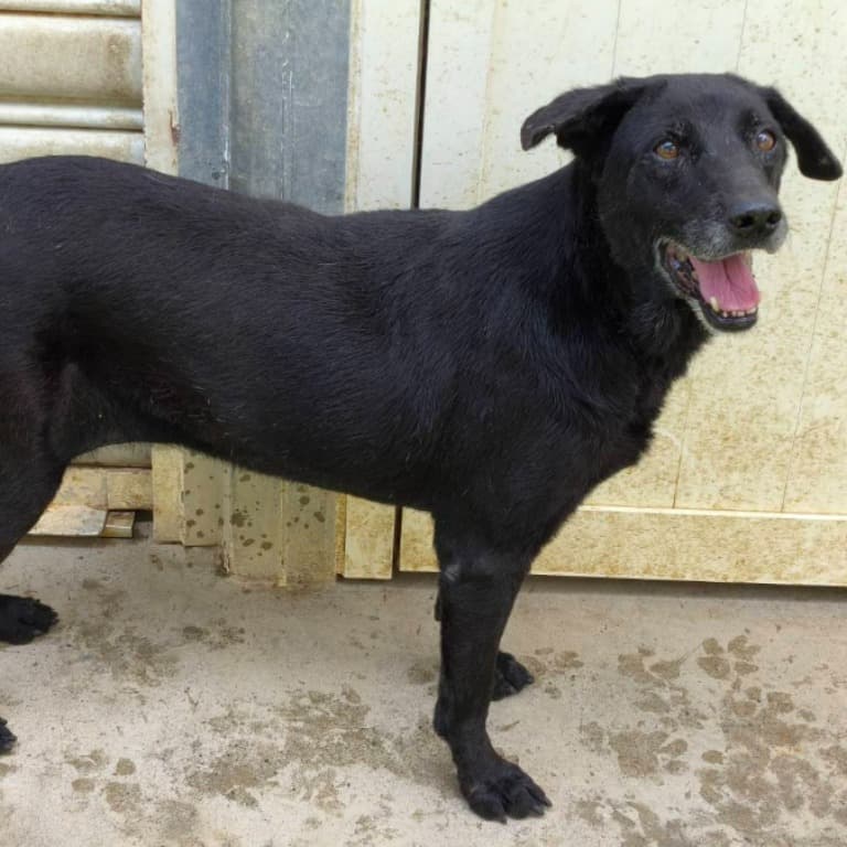 混種犬待認養照片