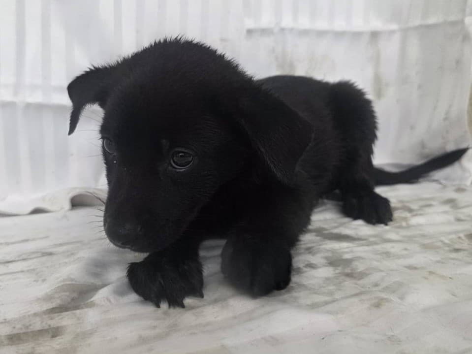 混種犬待認養照片