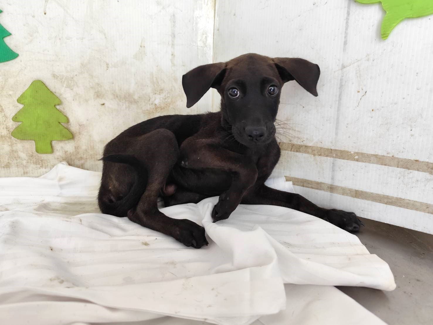 混種犬待認養照片