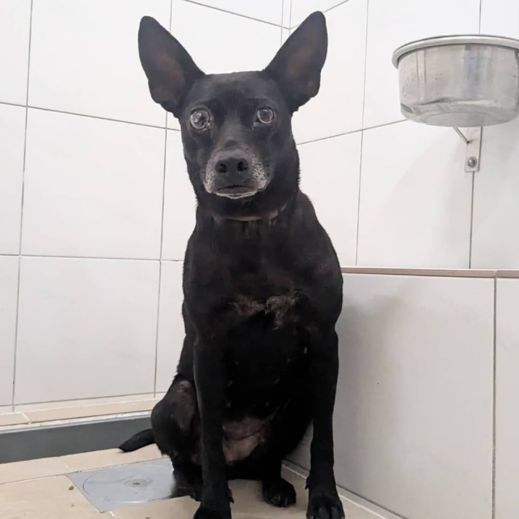 混種犬待認養照片