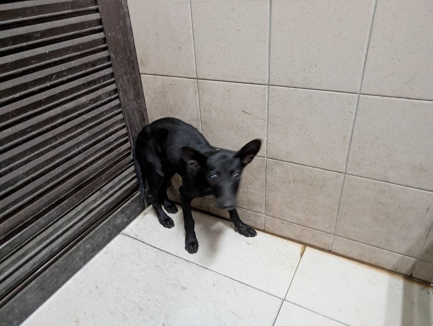 混種犬待認養照片