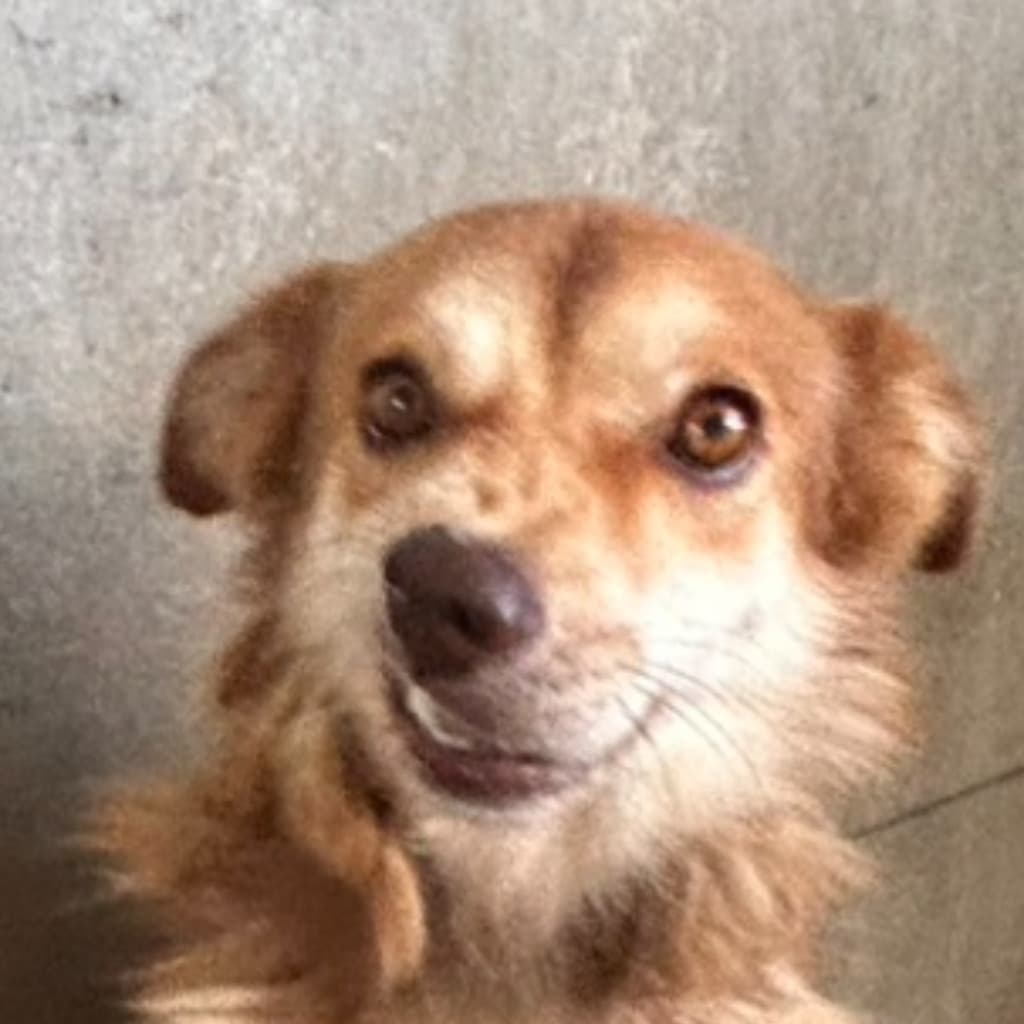 混種犬待認養照片