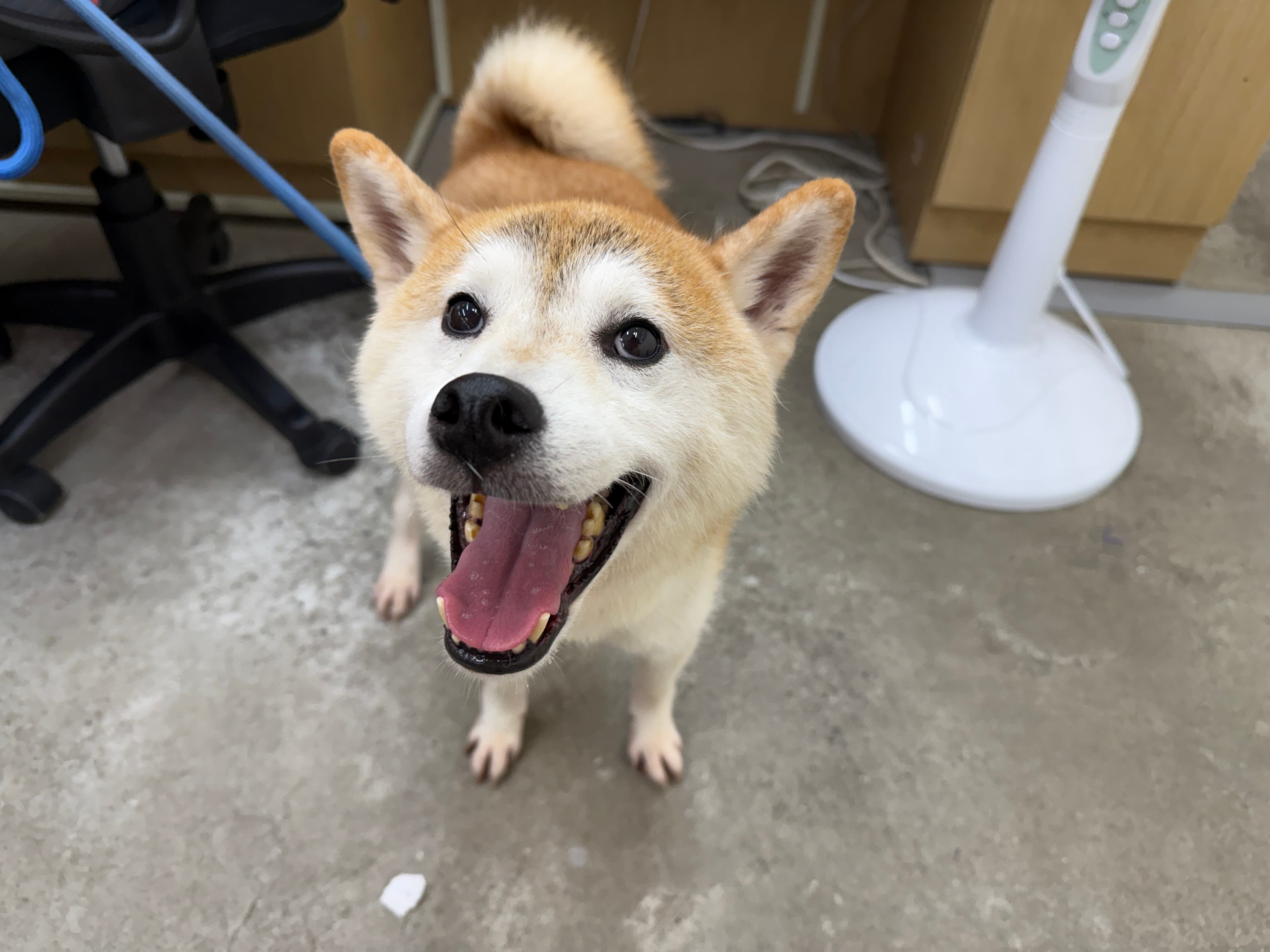 柴犬待認養照片
