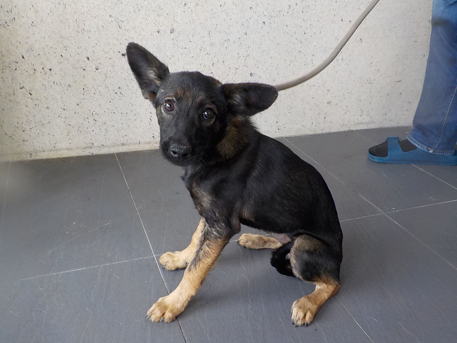 混種犬待認養照片