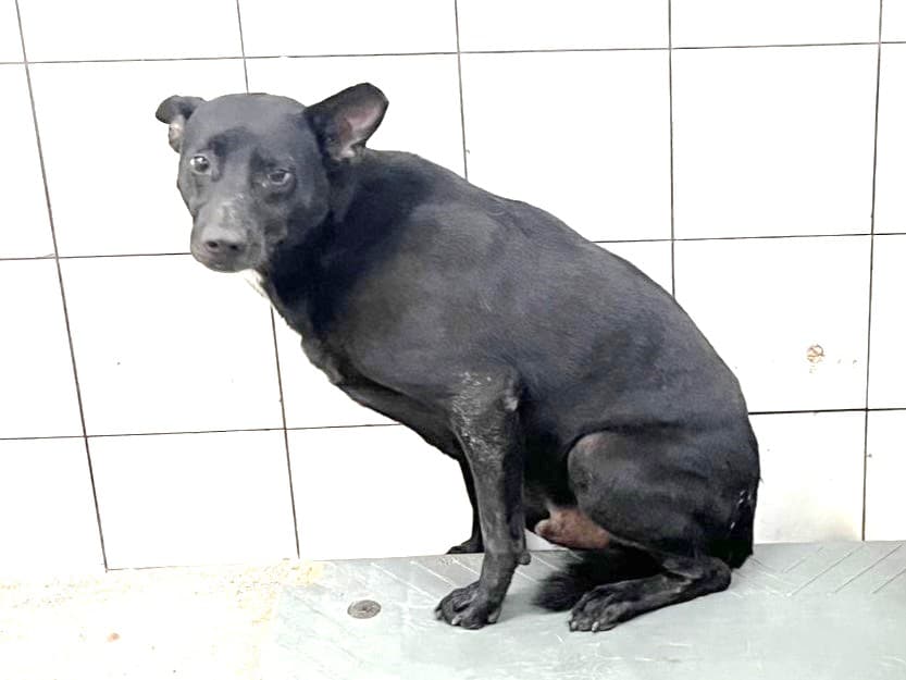 混種犬待認養照片