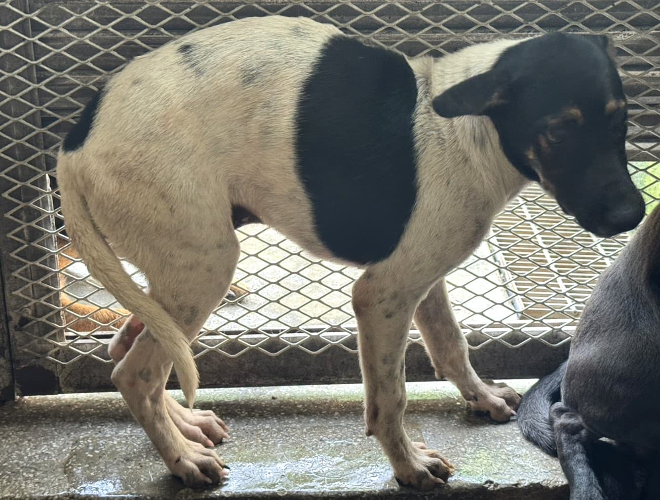 混種犬待認養照片