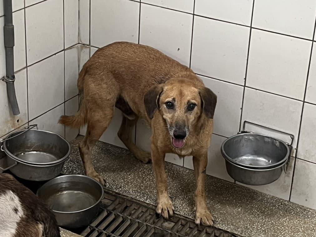 混種犬待認養照片