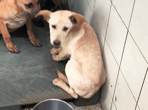 混種犬待認養照片