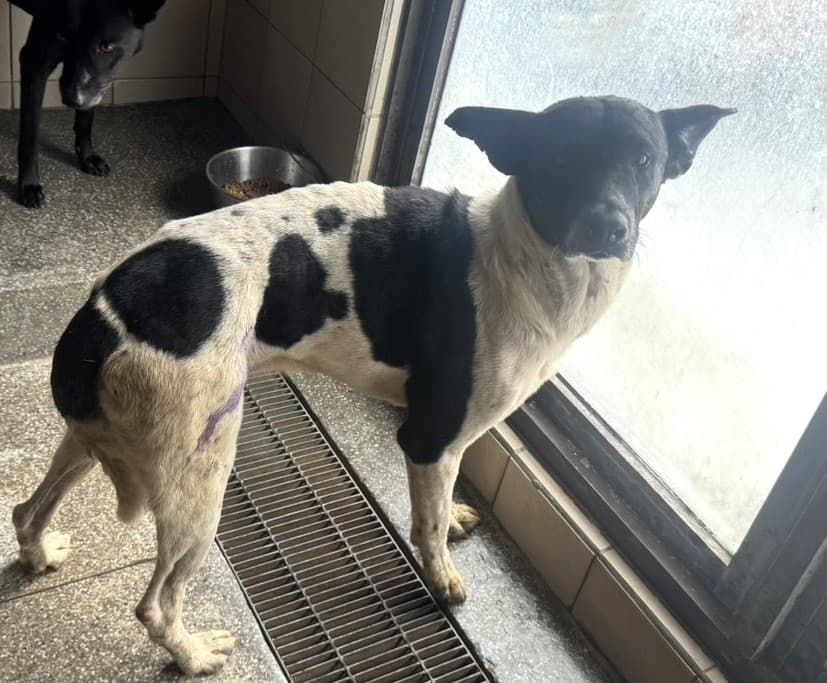 混種犬待認養照片
