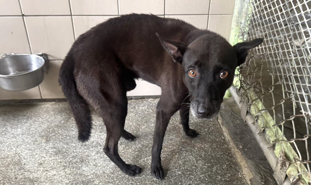 混種犬待認養照片