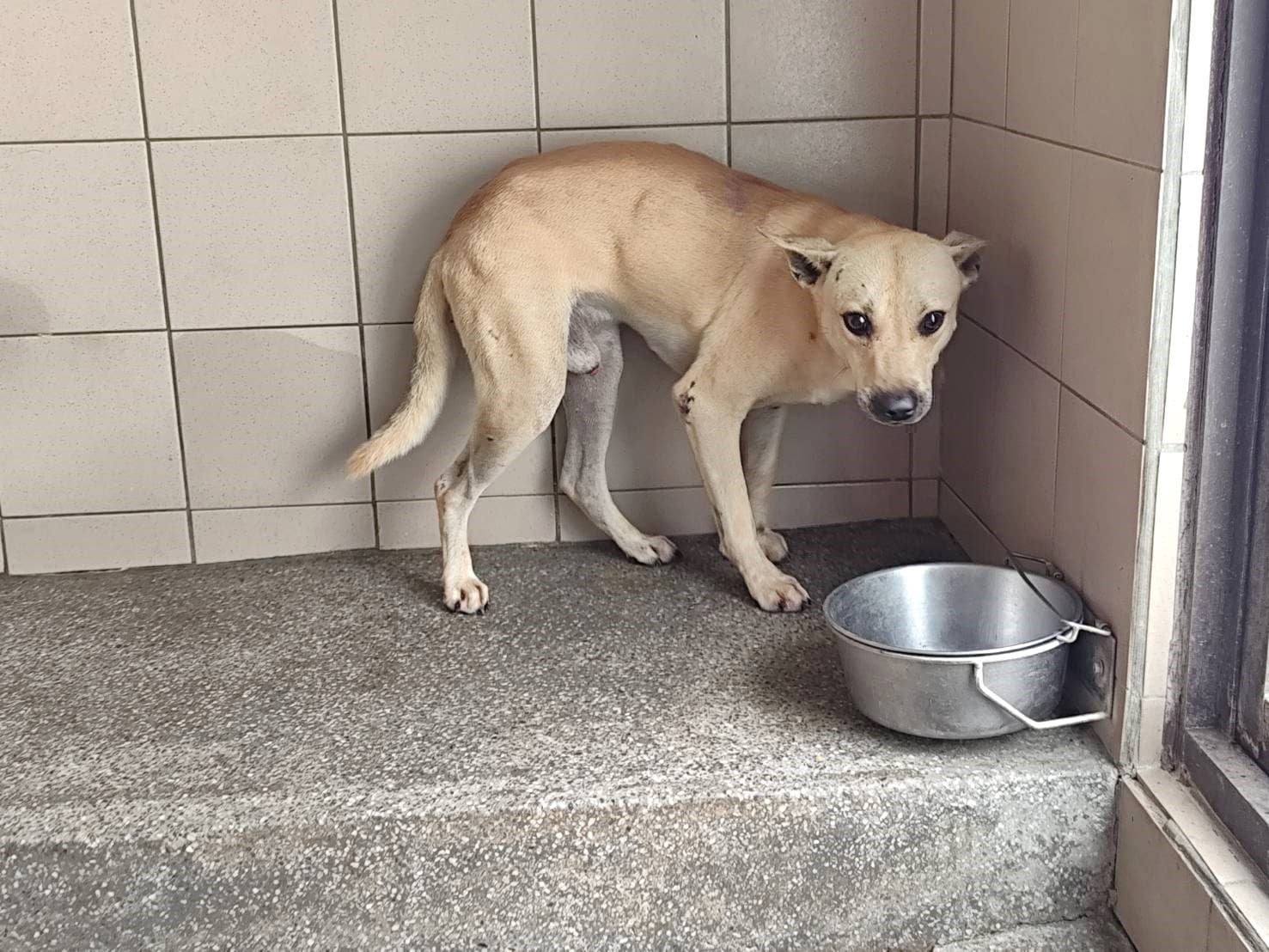 混種犬待認養照片