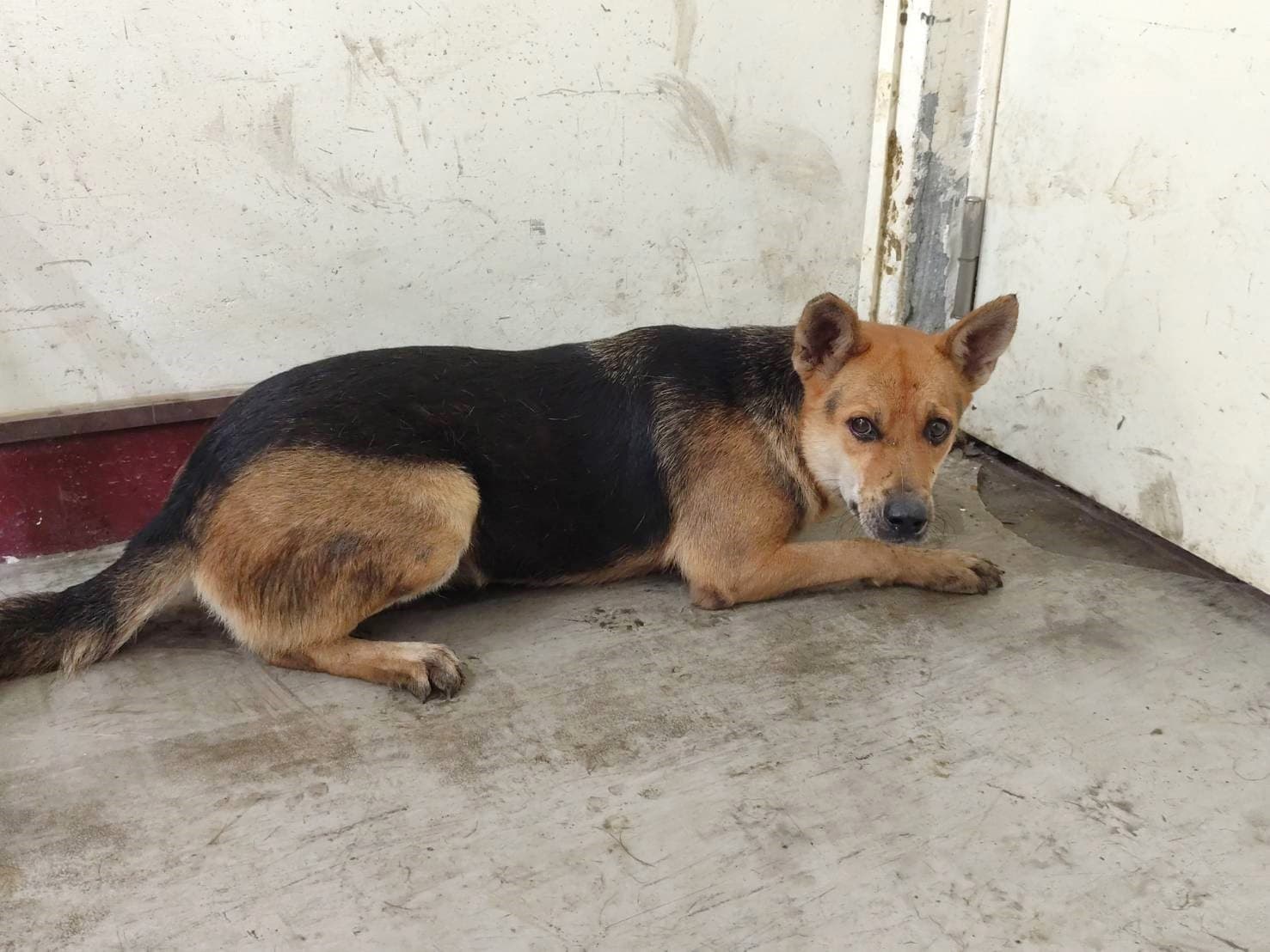 混種犬待認養照片