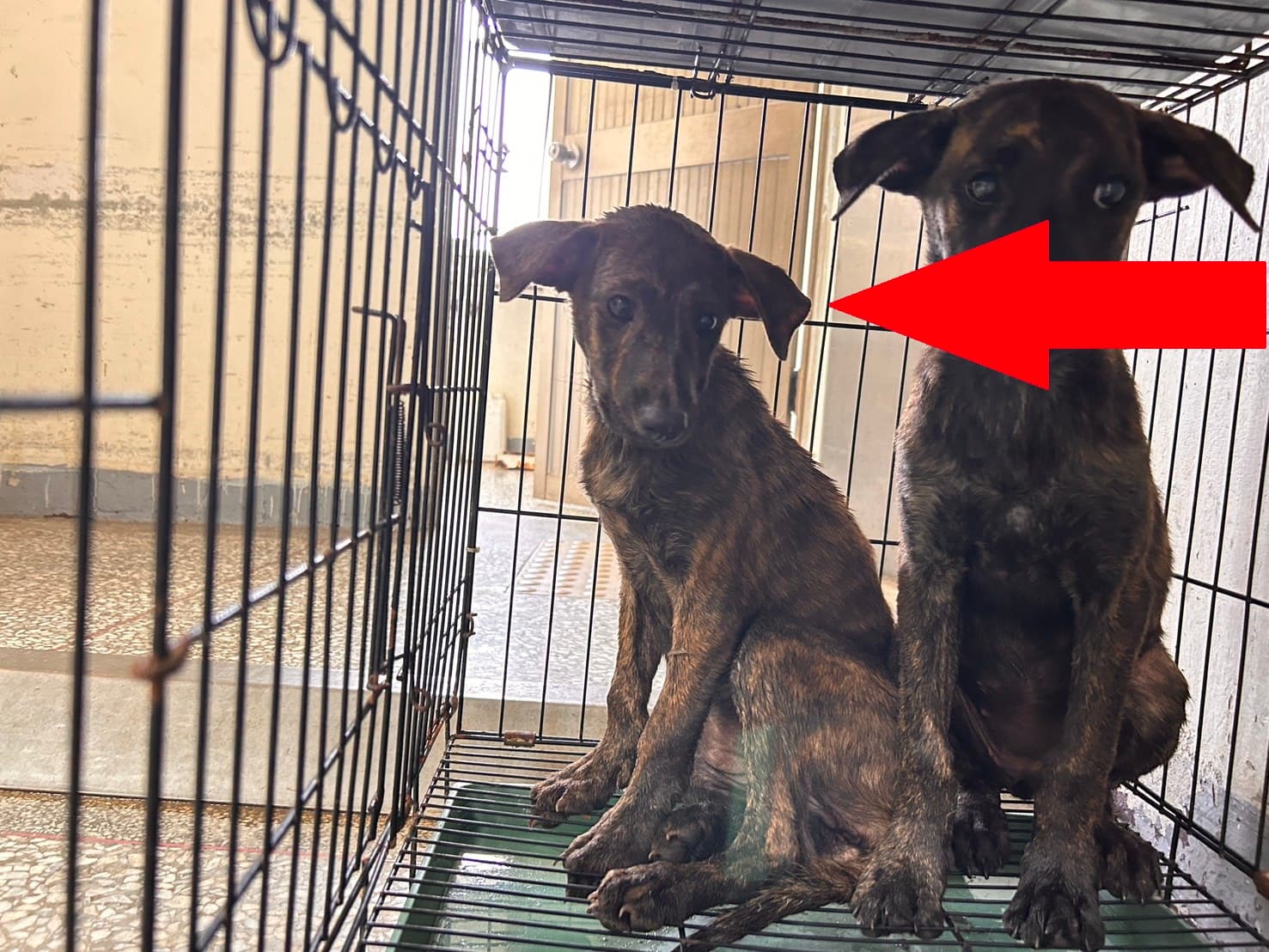 混種犬待認養照片