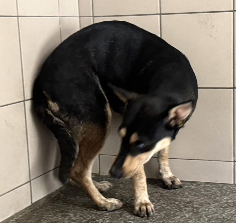混種犬待認養照片