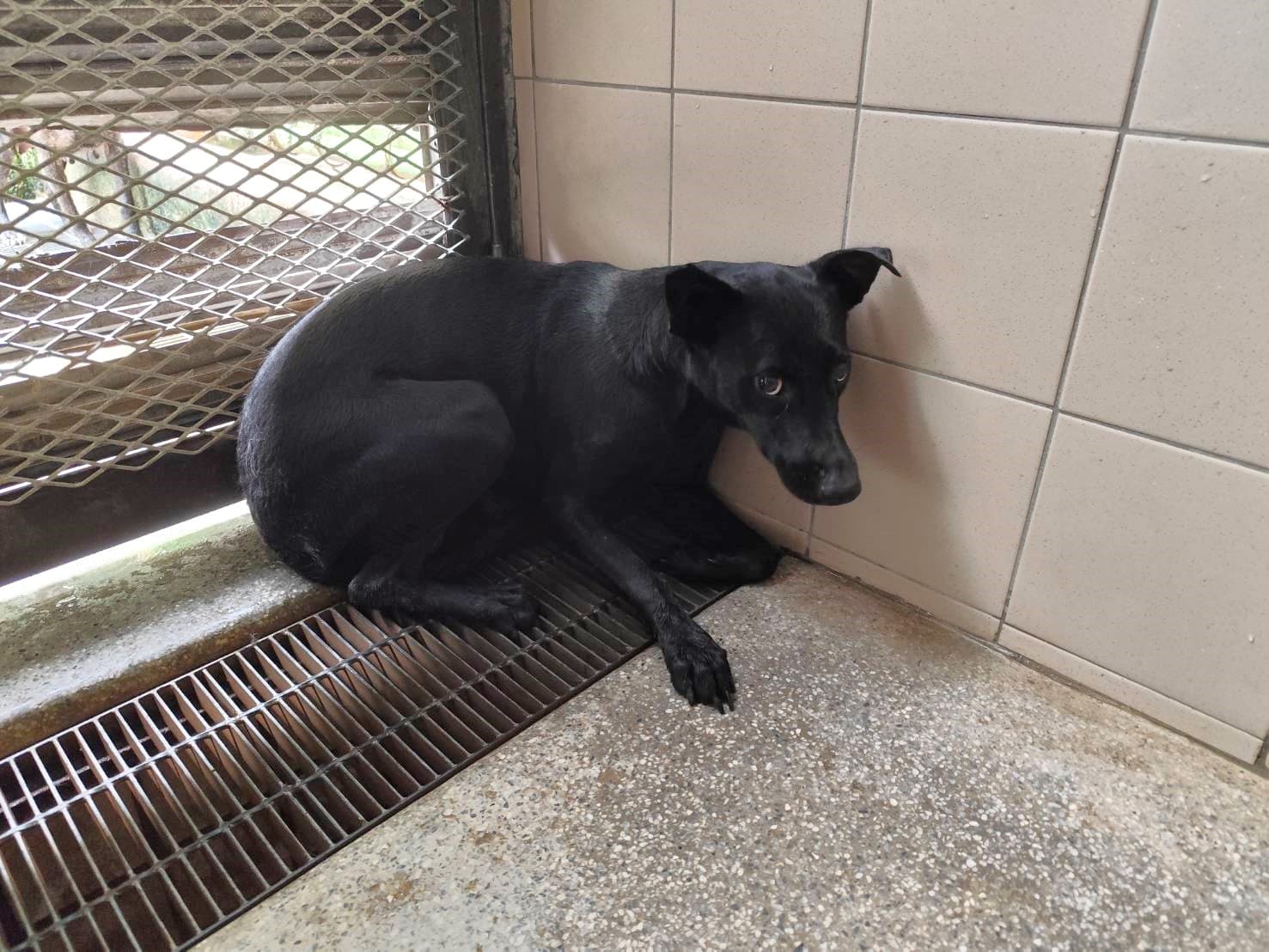混種犬待認養照片