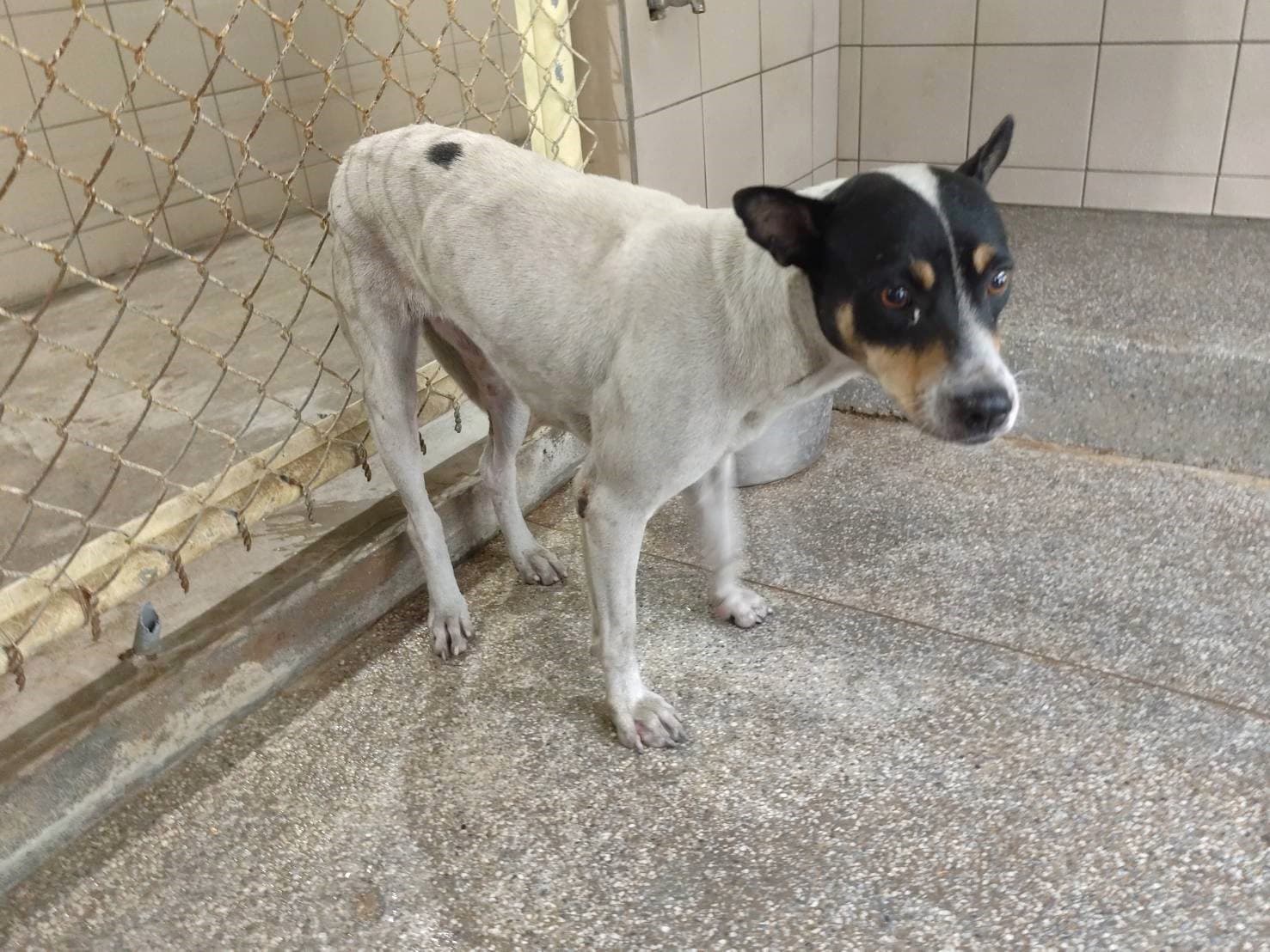 混種犬待認養照片