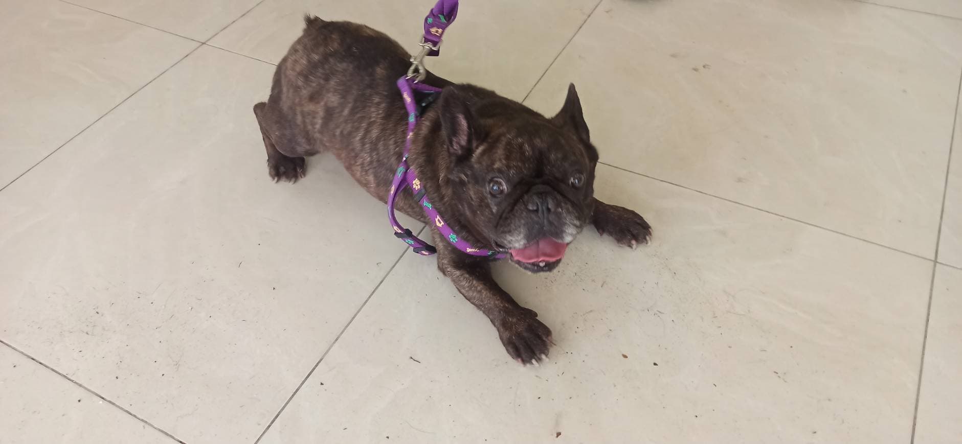 法國鬥牛犬待認養照片