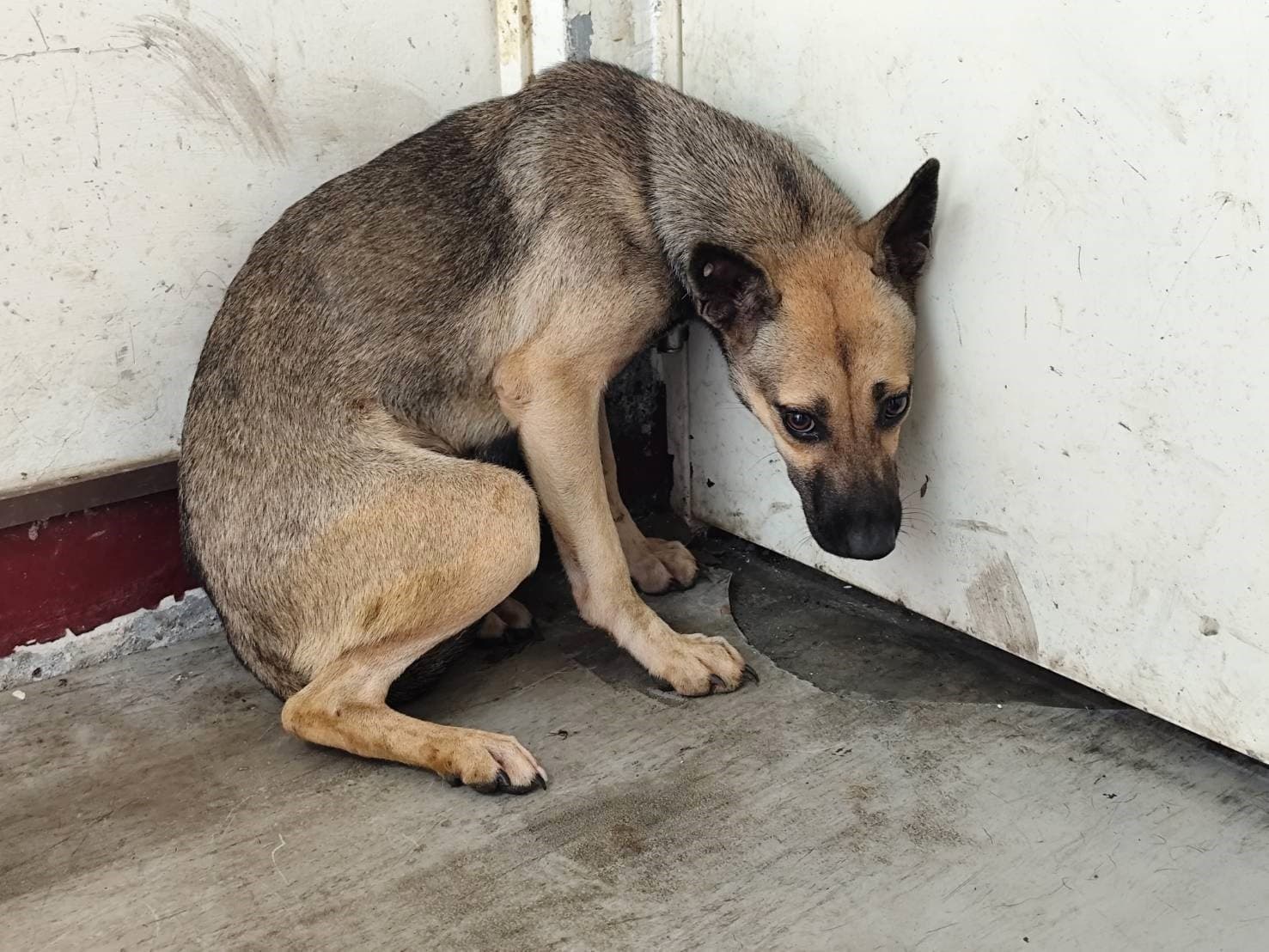 混種犬待認養照片