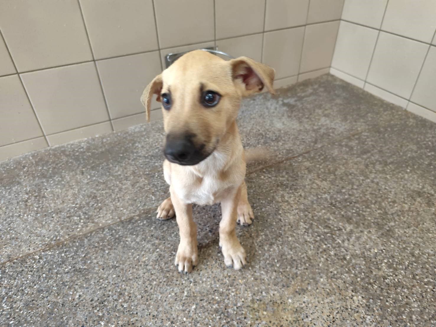 混種犬待認養照片