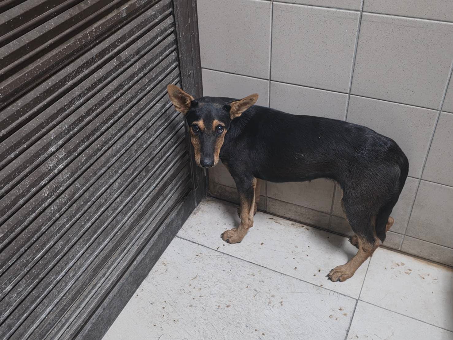 混種犬待認養照片
