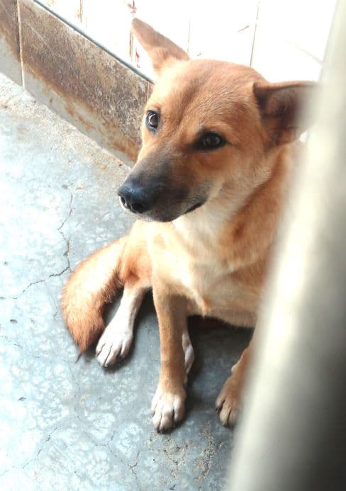 混種犬待認養照片